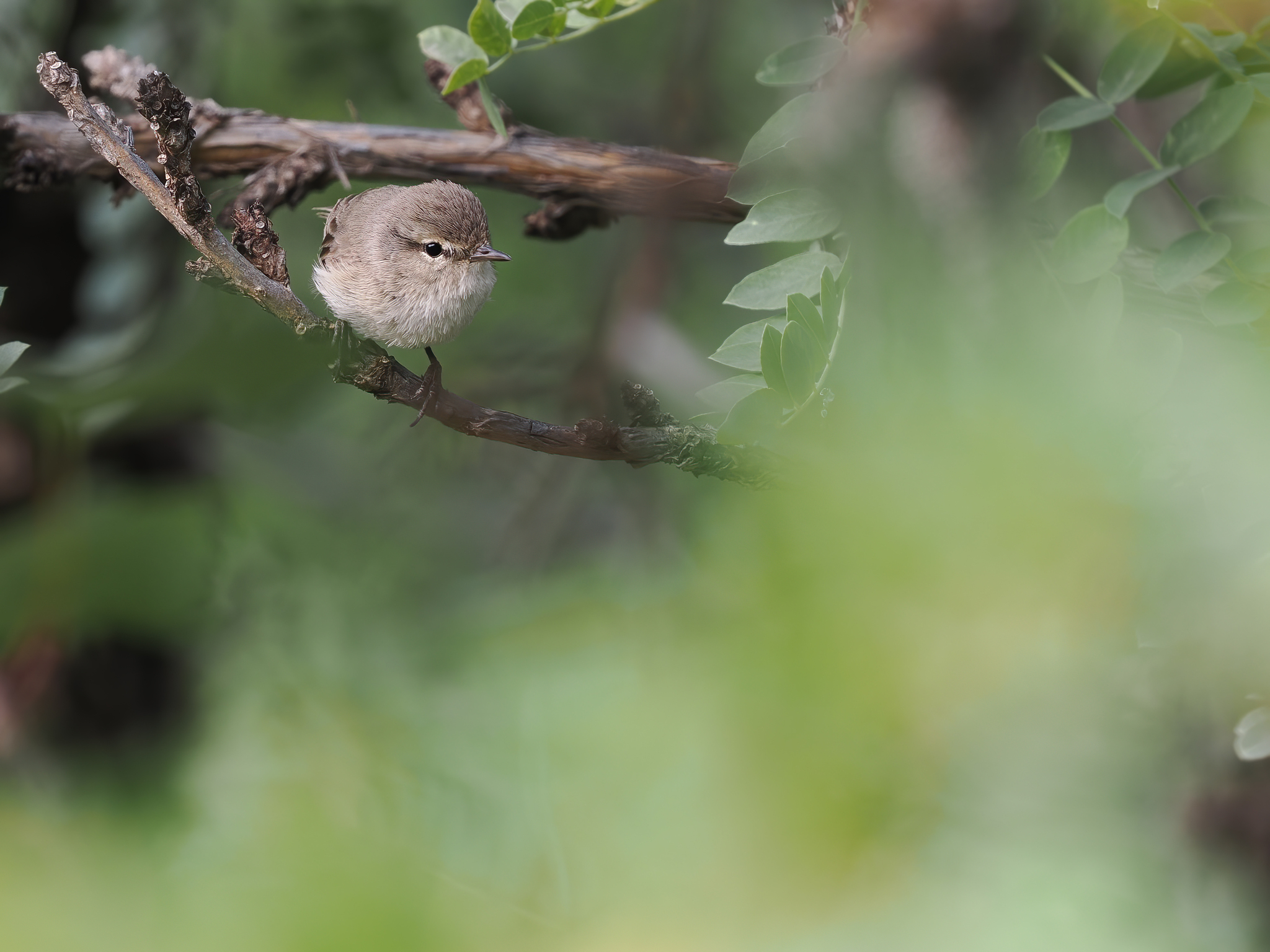 Plain Leaf Warbler