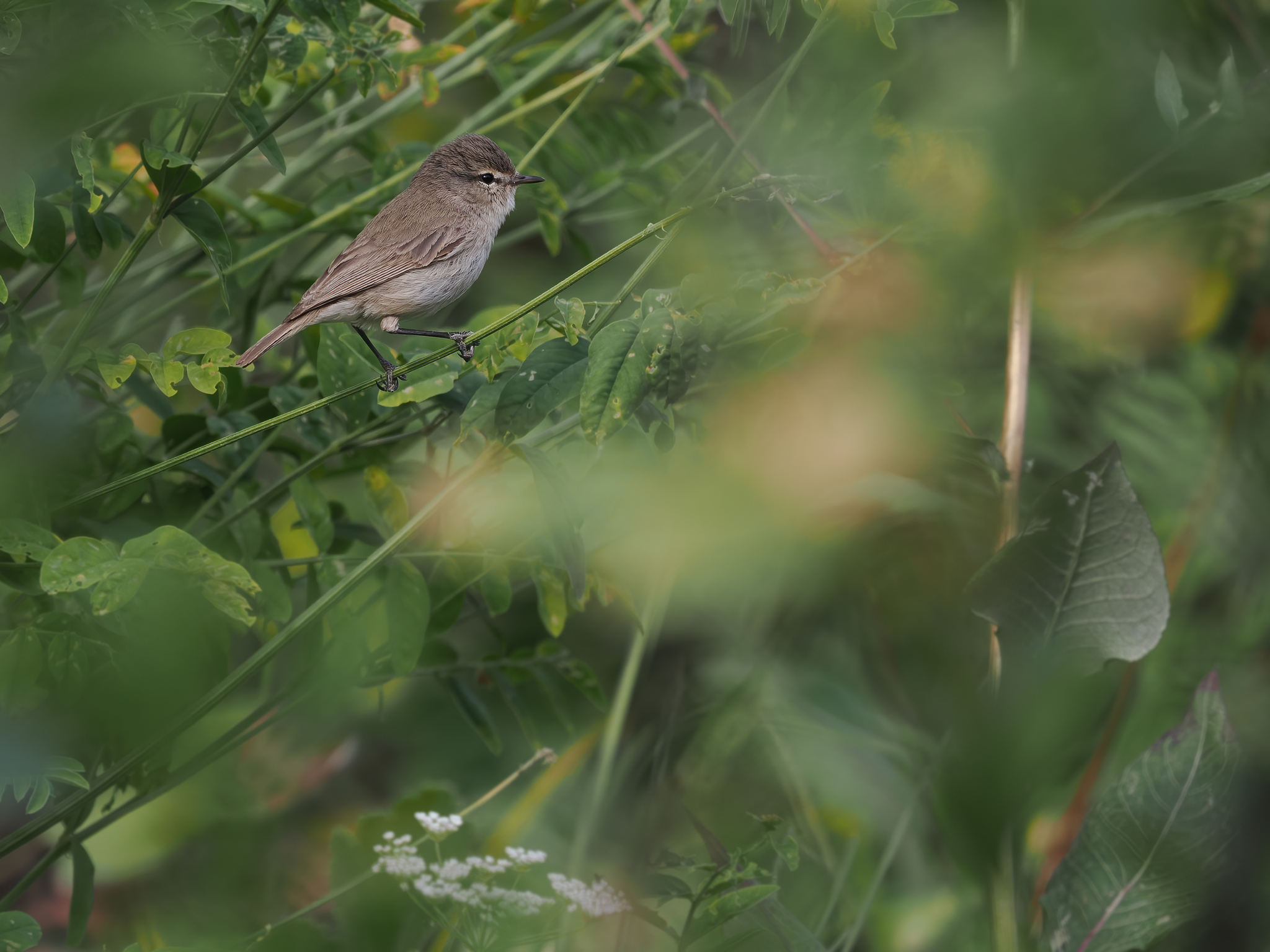 Plain Leaf Warbler