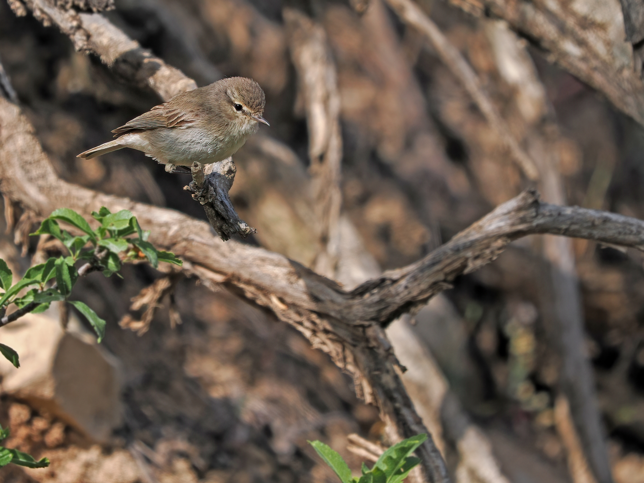 Plain Leaf Warbler