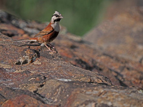 White-capped Bunting (Emberiza stewarti), photo 10