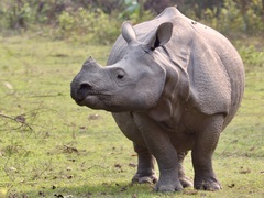 Indian Rhinoceros photo 3