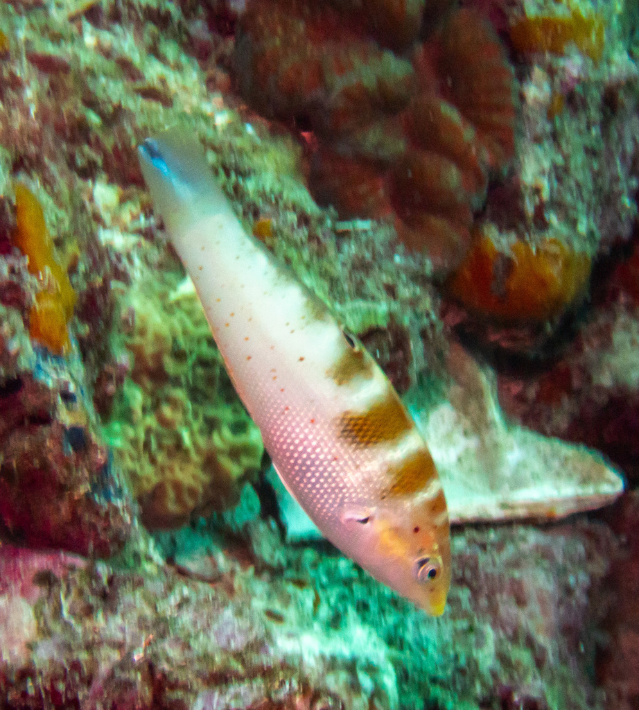 Batu Coris