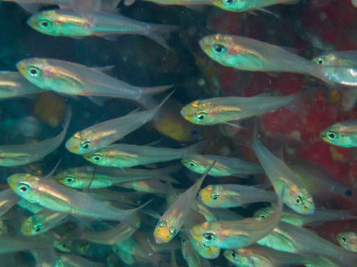 Schooling glassfish