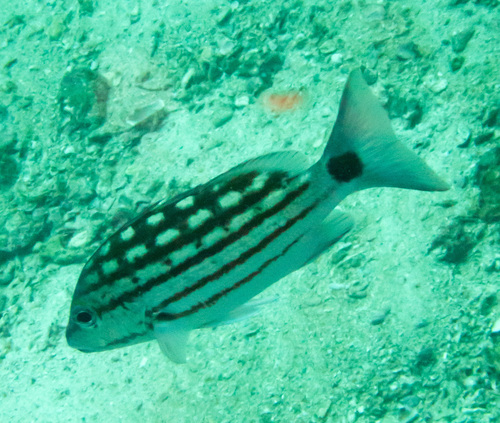 Checkered seaperch (Lutjanus decussatus) — Lutjanidae — 3