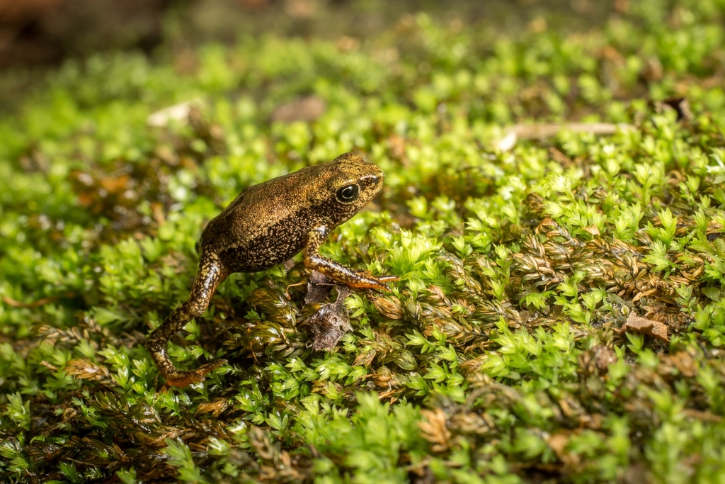 Atelopus epikeisthos