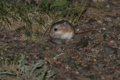 Five-Toed Pygmy Jerboa photo 4