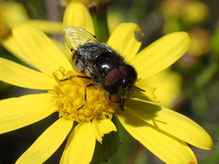 Copestylum marginatum