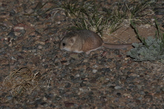 Five-Toed Pygmy Jerboa photo 2