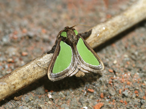 Parasa darma Moore, 1859