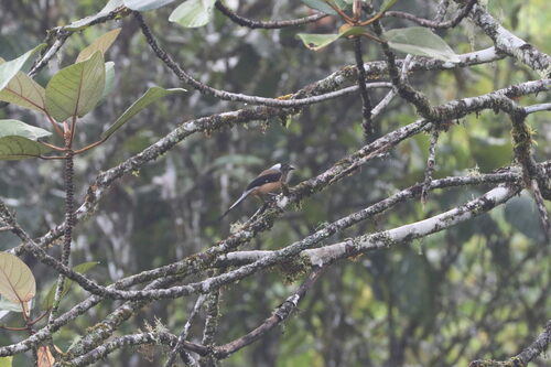 Sumatran Treepie (Dendrocitta occipitalis), photo 5