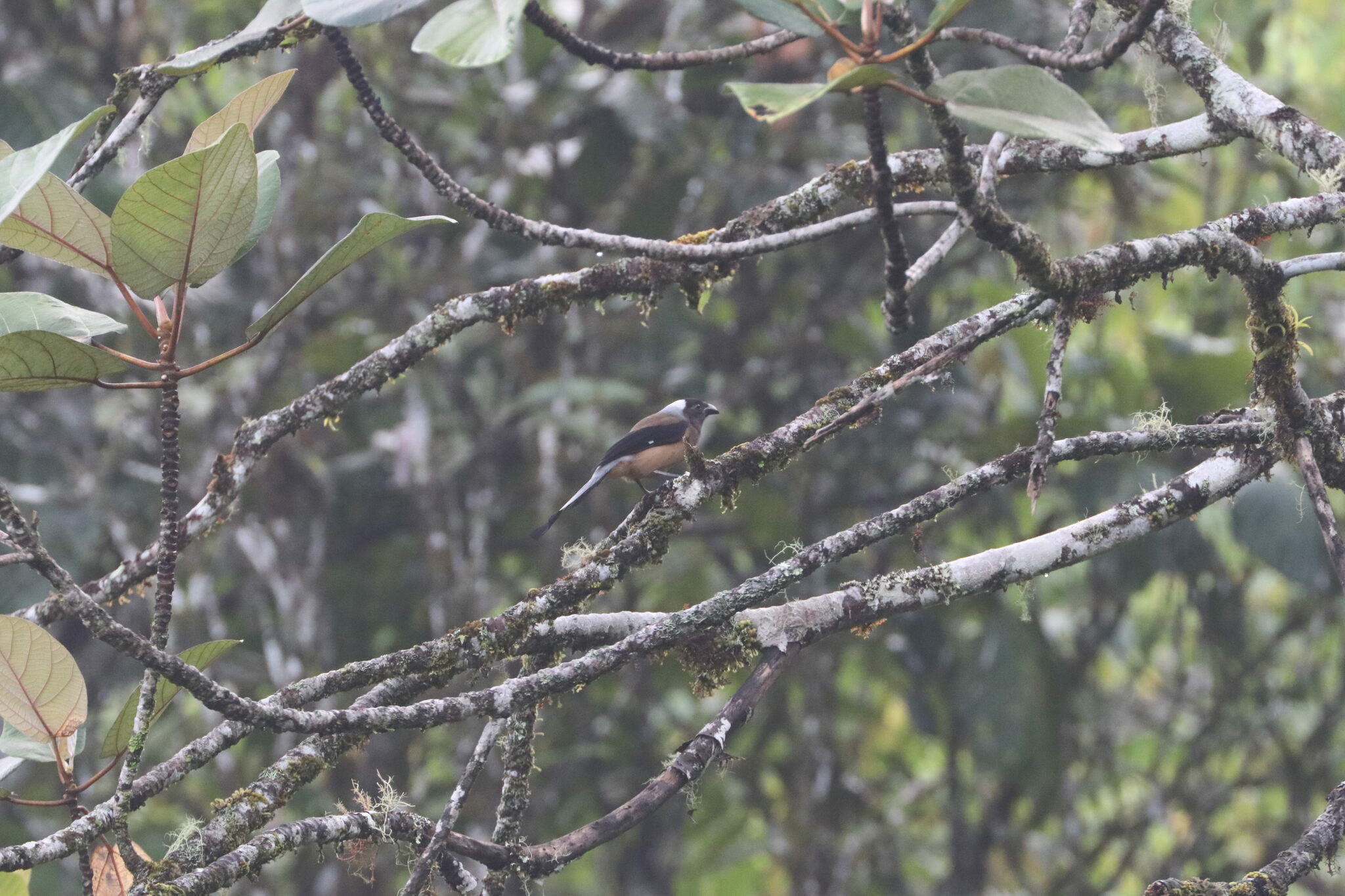 Sumatran Treepie (Dendrocitta occipitalis), photo 5
