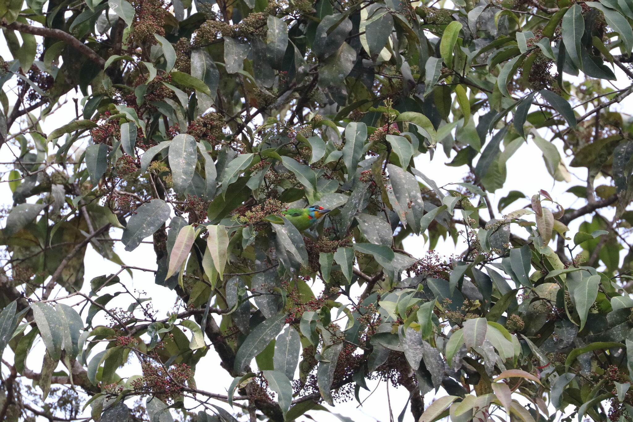 Black-browed Barbet
