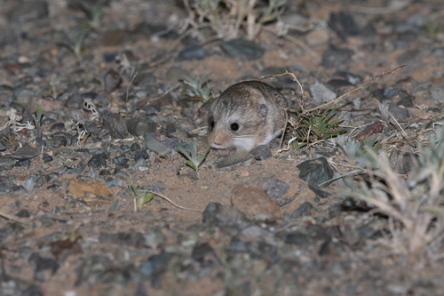 Thick-tailed Pygmy Jerboa