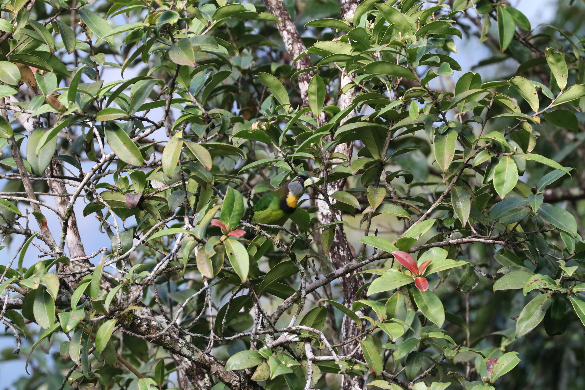 Fire-tufted Barbet illustration