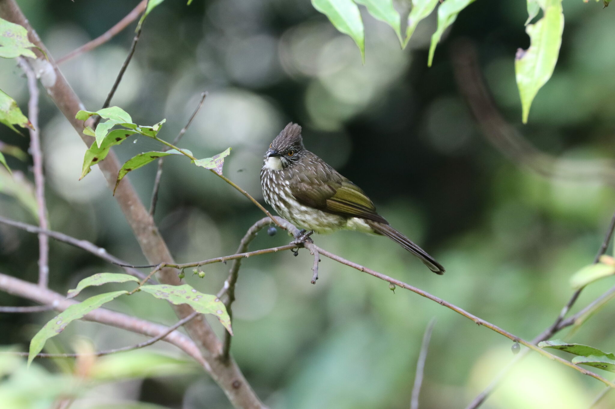 Cream-striped Bulbul illustration