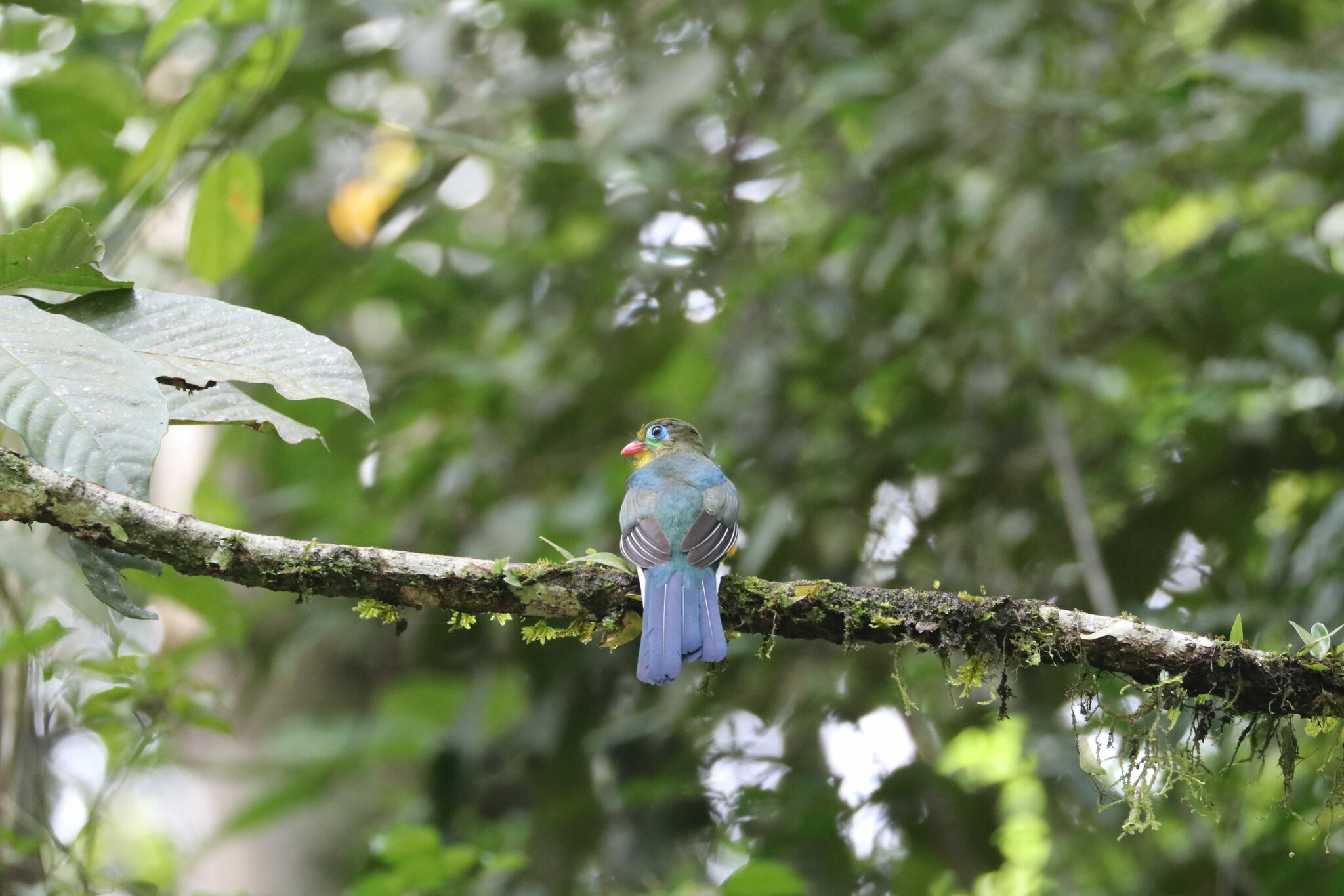 Sumatran Trogon illustration