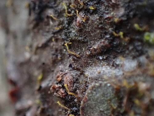 Image of Frullania bolanderi by no rights reserved