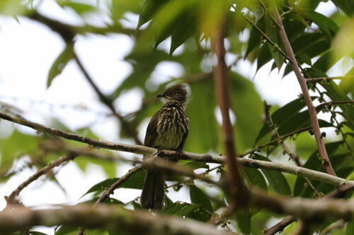 Cream-striped Bulbul (Ixos leucogrammicus), photo 8