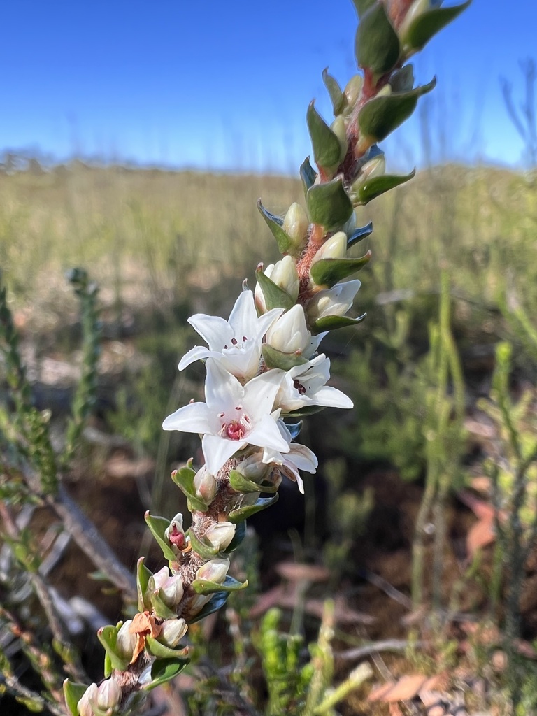 coral-heath-from-barren-grounds-barren-grounds-nsw-au-on-december-5