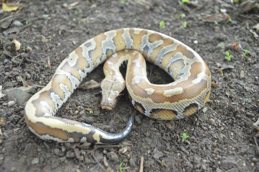 Malaysian Blood Python from Kulim, Kedah, Malaysia on November 28, 2023 ...
