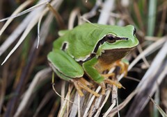 Hyla molleri