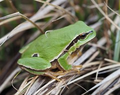 Hyla molleri