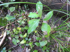 Coprosma macrocarpa minor