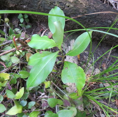 Coprosma macrocarpa minor