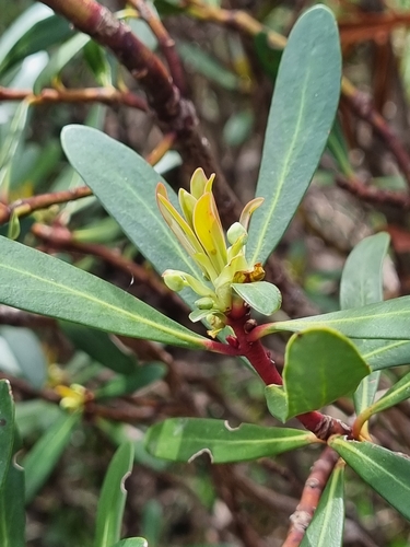 Image of Tasmannia xerophila by (c) Jane Canaway, some rights reserved (CC BY)