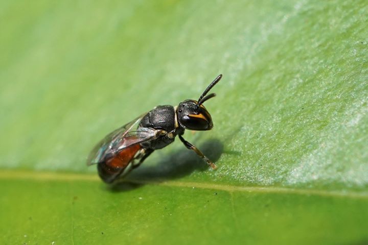 Graenicher's Masked Bee