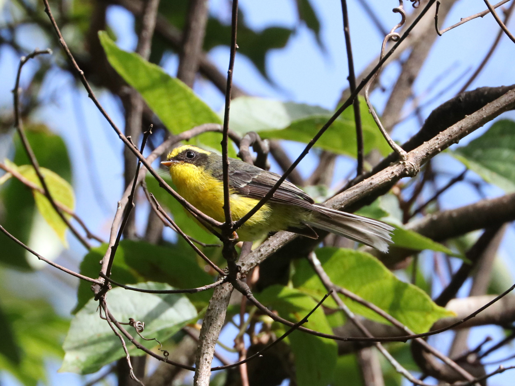 Yellow-bellied Fantail