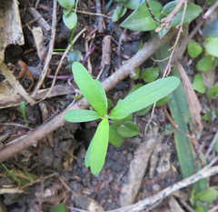 Polygala myrtifolia