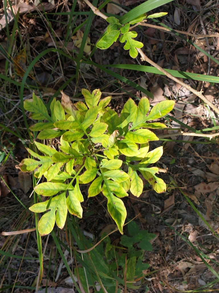 Brazilian Nightshade in September 2021 by pcopping_ecp · iNaturalist