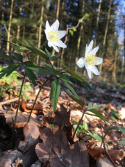 Anemonoides nemorosa