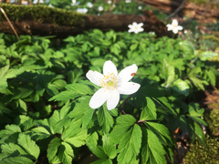 Anemonoides nemorosa