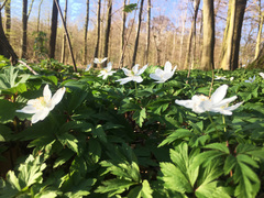 Anemonoides nemorosa