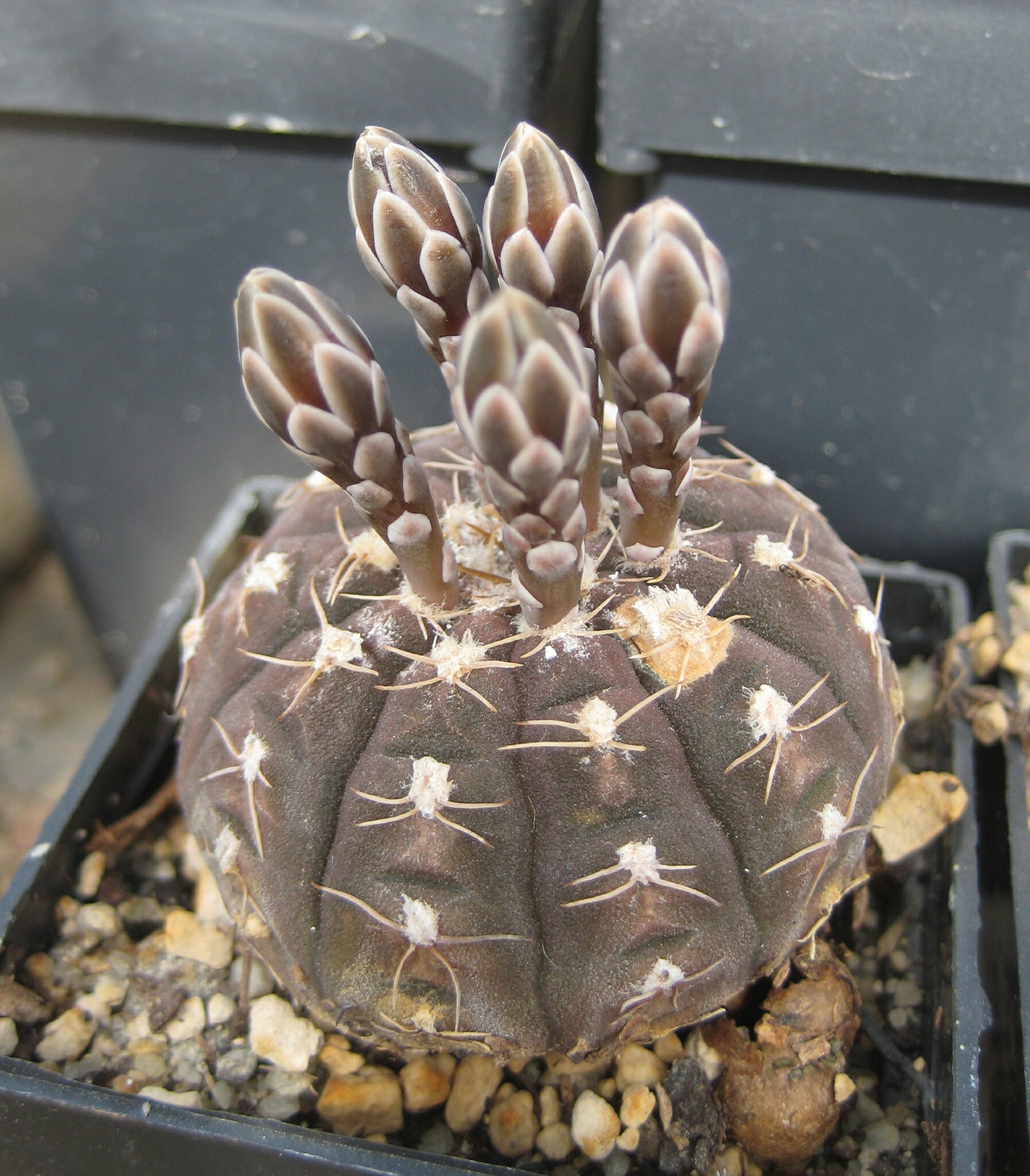 Gymnocalycium ragonesei  iNaturalist