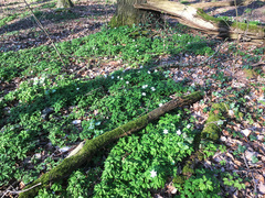 Anemonoides nemorosa