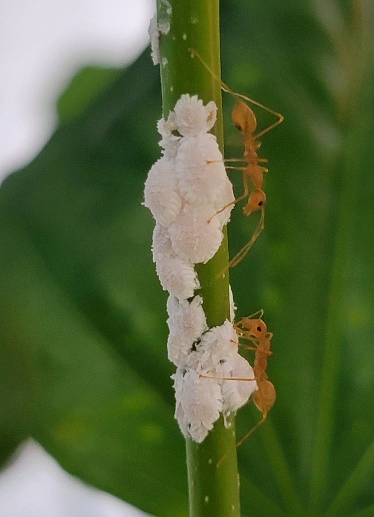 Mealybugs from Abepura, Jayapura City, Papua, Indonesia on September 14 ...