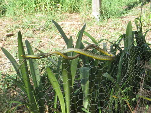 Common Tree Snake sighting