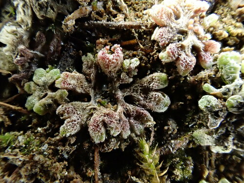 Image of Riccia frostii by (c) Chris Fluit, some rights reserved (CC BY)