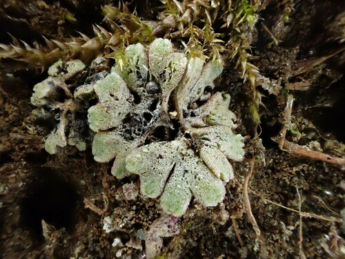 Image of Riccia frostii by (c) Chris Fluit, some rights reserved (CC BY)