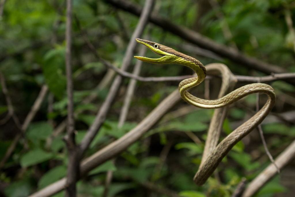 Thornscrub Vine Snake from La Huacana, MX-MC, MX on September 25, 2019 ...