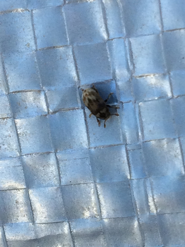 Eastern Ash Bark Beetle photo 6