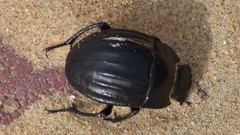 Erodius sauditus