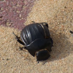 Erodius sauditus