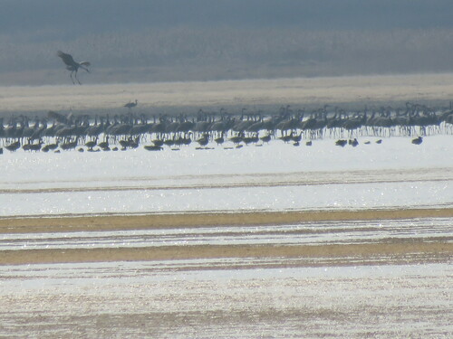 Sandhill Crane photographed in Kansas