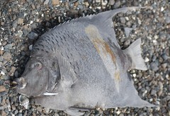 Pomacanthus maculosus