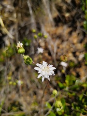 Moscharia pinnatifida