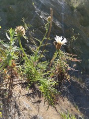 Plectocephalus chilensis